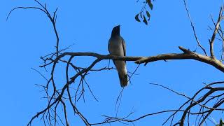 Young Shufflewing Blackfaced Cuckooshrike being fed [upl. by Franza]