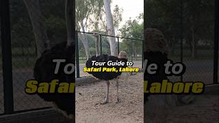 Safari Park lahore youtubeshorts shorts mostviewed viralvideo animals animal explore vlog [upl. by Nirrad]