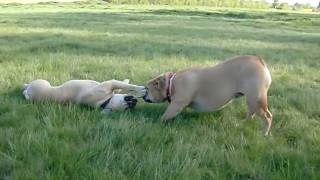 Continental amp Olde English Bulldog [upl. by Lowney950]