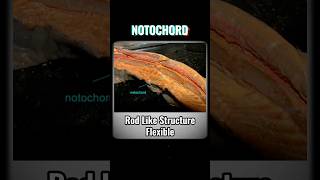 NOTOCHORD notochord  WHAT IS NOTOCHORD shortsviraltrendinganimalkingdomchordatesvertebrates [upl. by Nodle]