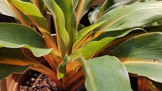 Mandarin plantChlorophytum orchidastrumOrange spider plant how to grow and care [upl. by Anjali200]