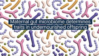 Intergenerational effects on microbiotamediated traits during undernutrition [upl. by Gregorius]