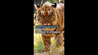 Un tigre escapa de su jaula en Reynosa Tamaulipas emiten alerta para no acercarse a él [upl. by Negaem93]