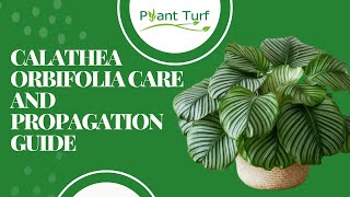 Calathea Orbifolia Care and Propagation Guide [upl. by Minetta830]