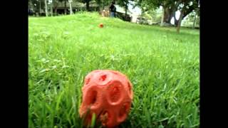 Documental Clathrus Ruber [upl. by Leighland34]