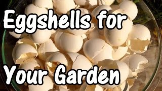 2 Min Tip How We Use Eggshells in Our Garden Eggshell Calcium [upl. by Notneiuq482]