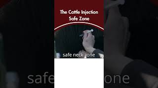 The cattle injection safe zone cowcalf beefcattle veterinarian [upl. by Eico]