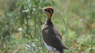 Temmincks Courser [upl. by Merrell]