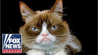 Grumpy Cat beloved meme sensation dies at age 7 [upl. by Ociral]