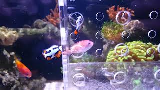 IM25 Lagoon Picasso Clownfish Spartan helmet amp 3 Colorado Sunburst anemones [upl. by Dibbrun730]