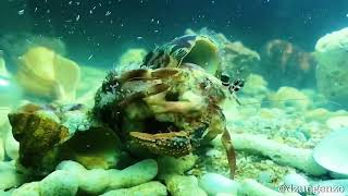 Incredible footage of Hermit Crab changing shells with anemones and fighting each other [upl. by Arihaz]