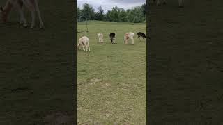 some deer and reindeer eating deer animal animals toronto trending viral shortsviral vlog [upl. by Barthelemy219]