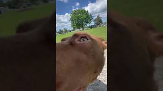 Sniffer dogs dog pitbull pitlabmix dogsofyoutube cute meme doglovers dogshorts doglife va [upl. by Jorgan790]