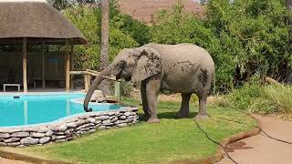 NAMIBIA  elephant takes a drink at the swimming pool at palmwag lodge [upl. by Elleuqram]