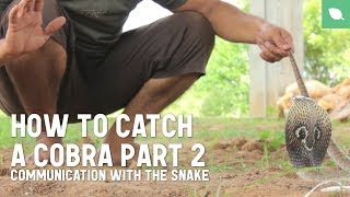 How to Catch a Cobra Part 2 Communication with the Snake [upl. by Zetrom]