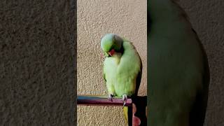 Smart talking parrot soundindia viralshort petbird birds [upl. by Cumine]