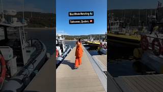 Blue Whale Watching  Tadoussac  Quebec  Canada music bollywood canada viralsong travel [upl. by Richman103]