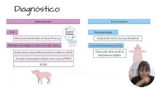 Ileítis Porcina o Enteropatía Proliferativa Porcina EPP [upl. by Maurine]