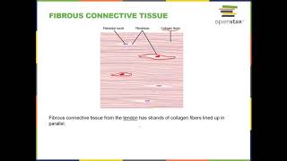 BIOL 1407 Chapter 33 Part 2 Recorded Lecture [upl. by Htial336]