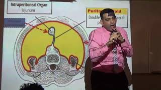 Anatomy Lab  Peritoneum  The PPT Presentation   DRAhmed Elzainy [upl. by Addiego]