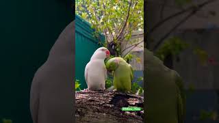 Titu Sona 🦜🦜🦜parrot birds cute animals talkingparrot [upl. by Anihsat201]