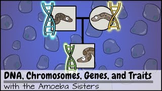 DNA Chromosomes Genes and Traits An Intro to Heredity [upl. by Ellohcin]