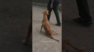 बेजुबानों पर दया करो 🙏 very sad story of paralyzed dog 🐕 [upl. by Eggleston540]