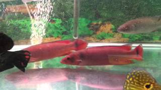 Red Pike Cichlids For Sale  XLSized [upl. by Eliga446]