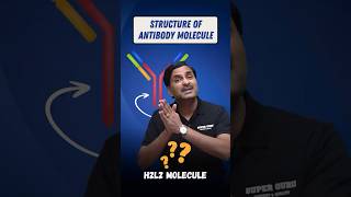 Structure of Antibody Molecule  Explained in 1 Minute 🔥 biologyeducation neetpreparation shorts [upl. by Marlyn584]