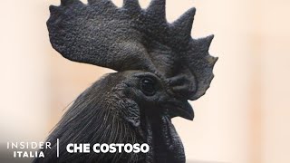 Perché Le Galline Ayam Cemani Sono Così Costose  Che Costoso  Insider [upl. by Fredela]