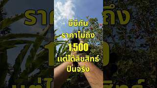 บีบีกัน 1500 เเต่ได้ลิขสิทธิ์ปืนจริง [upl. by Ahrat]