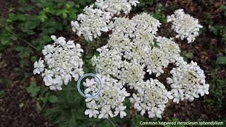 Fiveminute families  Apiaceae [upl. by Nwahsiek]