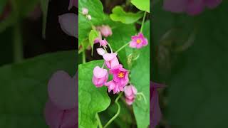 Coral Vine known as Antigonon leptopus shortvideo flowers nature [upl. by Ylluz]