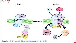 Reactive Oxygen Species [upl. by Favata134]