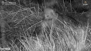 Kwa Maritane Africam White tailed mongoose hanging around and foraging [upl. by Dunkin]