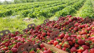 REPLANT YOUR STRAWBERRIES EVERY YEAR [upl. by Eustashe983]