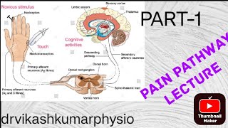 pain pathway electrotherapypain gate theory physiotherapypain gate theory physiotherapy notes [upl. by Bobbie]