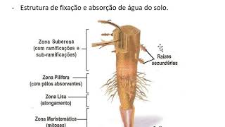 Anatomia Vegetal Prof Eymael  Biologia [upl. by Eirised]