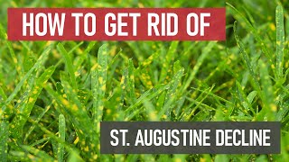 How to Get Rid of St Augustine Decline Lawn Fungus amp Disease [upl. by Asssilem679]