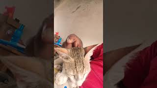 My cat so sweetcatlover shortsfeedyoutubeshorts [upl. by Cummins]