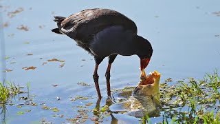 This Bird Ate My Carp While Fishing [upl. by Dhu418]