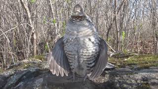 Amazing upclose ruffed grouse drumming  sounds like an engine [upl. by Nwahsem]