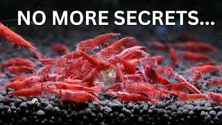 The Secrets to Breeding 1000s of Cherry Shrimp [upl. by Cynth]