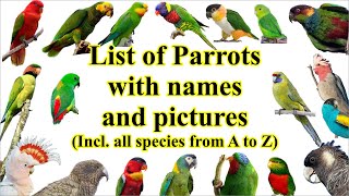 List of parrots all 402 species with names and images [upl. by Nedap]