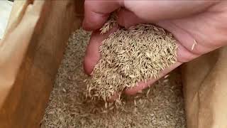 Shipping Grass Seed Across The Country For THIS REASON  Simple Appalachian Homestead [upl. by Mungo]