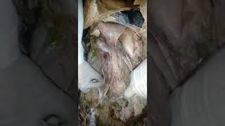 spotting AORTA INFERIOR VENA CAVA and other posterior ABDOMINAL structures part 1 [upl. by Atnwahs]