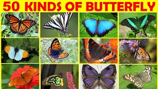 50 Kinds of Butterflies  Butterfly Names in English  Types of Butterflies  Butterfly Vocabulary [upl. by Dlaner]