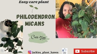 How to Care for Philodendron Micans [upl. by Eatnod956]