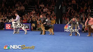 National Dog Show 2023 Best in Show Full Judging  NBC Sports [upl. by Ecylla]