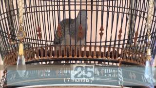 CP Farm Pattani MV9  Zebra dove Perkutut Ketitir [upl. by Na]